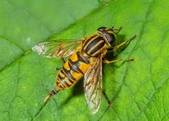 Sun Fly - Helophilus pendulus, Garden, July 2021