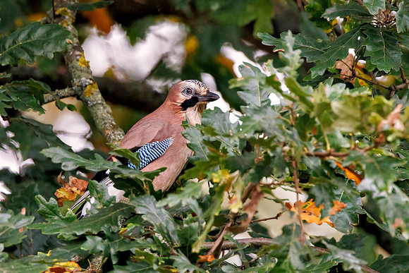 Eurasian Jay - Garrulus glandarius, Warwickshire, October 2023