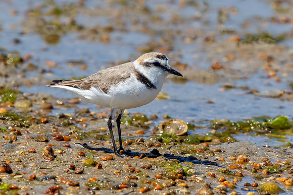 Kentish Plover Male - Charadrius alexandrinus, Algarve, Portugal, May 2018