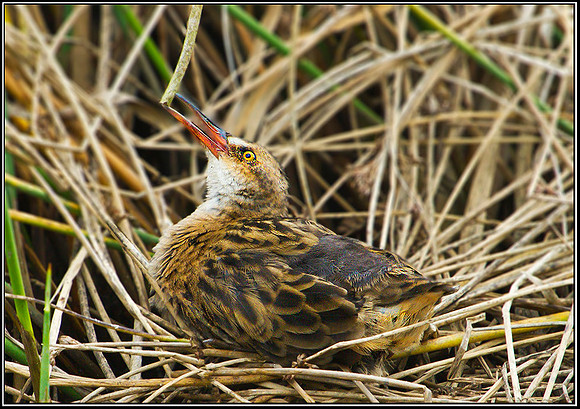 Water Rail, Upton Warren Flashes, 21 September 2010