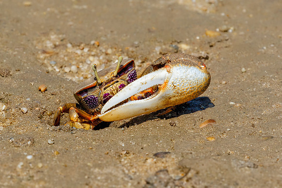 European Fiddler Crab - Uca tangeri, Algarve, Portugal, May 2018