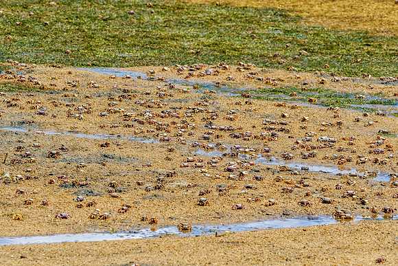 European Fiddler Crabs - Uca tangeri, Algarve, Portugal, May 2018