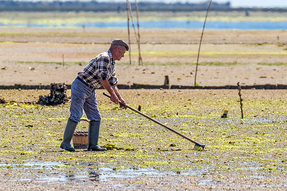 Shellfish Harvesting on the Ria Formosa, Algarve, Portugal, May 2018
