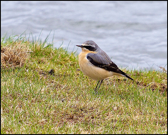 Wheatear, Upton Warren Flashes, 31 March 2010