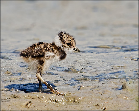 Lapwing Chick, Upton Warren Flashes, 30 May 2009