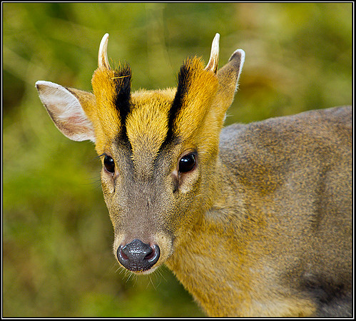 Muncjac, Warwickshire, 04 November 2010