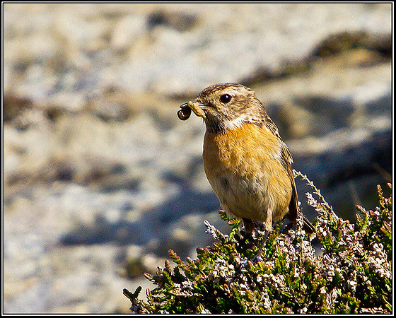 Stonechat, Anglesey, 09 May 2011