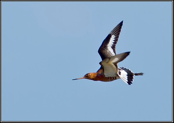 Black-tailed Godwit, Norfolk, April 2012 w4