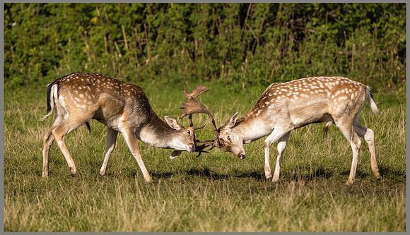 Fallow Deer Bucks (Dama dama), Charlecote Park, October 2016