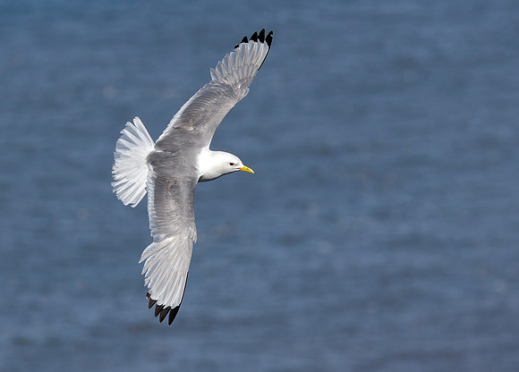 Black-legged Kittiwake - Rissa tridactyla, Yorkshire, June 2022
