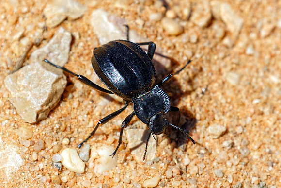 Akis granulifera, Ria Formosa Natural Park,  Algarve, May 2018