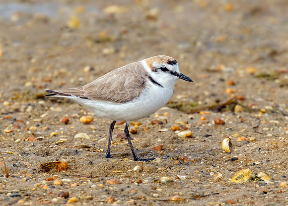 Kentish Plover Male - Charadrius alexandrinus, Algarve, Portugal,May 2018