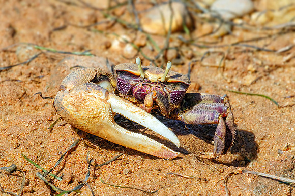 European Fiddler Crab - Uca tangeri, Algarve, Portugal, May 2018