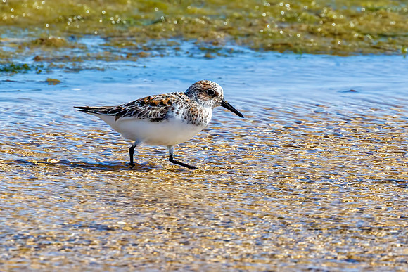 Dunlin - Calidris alpina, Ria Formosa, Algarve, Portugal, May 2018