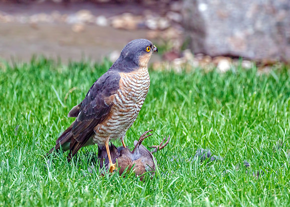 Eurasian Sparrowhawk - Accipiter nisus, Garden, April 2018