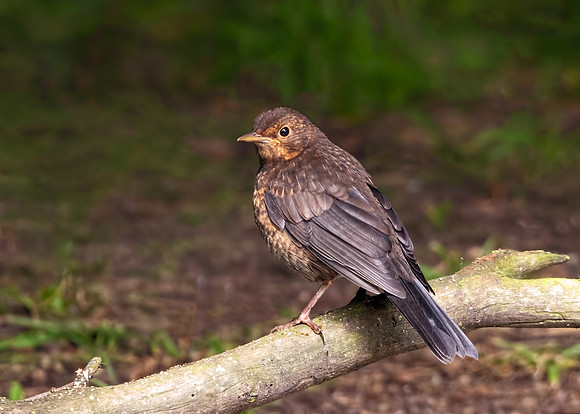 Juvenile Common Blackbird - Turdus merula, Warwickshire, May 2018