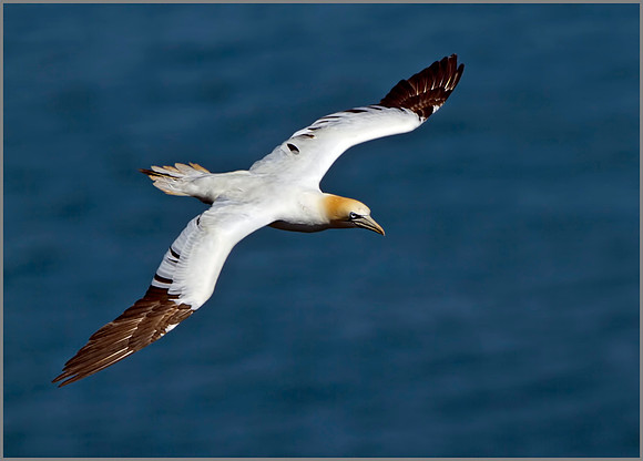 Gannet (Morus bassanus), Bempton Cliffs, June 2014