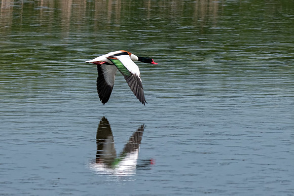 Common Shelduck - Tadorna tadorna, Upton Warren Flashes, May 2018