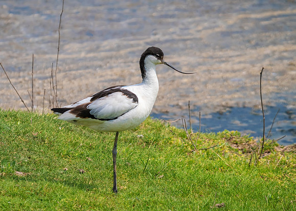Pied Avocet - Recurvirostra avosetta, Upton Warren Flashes, May 2018