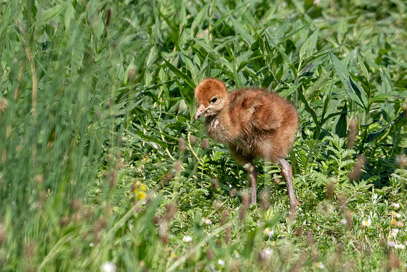 Common Crane Chick - Grus grus, Slimbridge WWT, June 2018