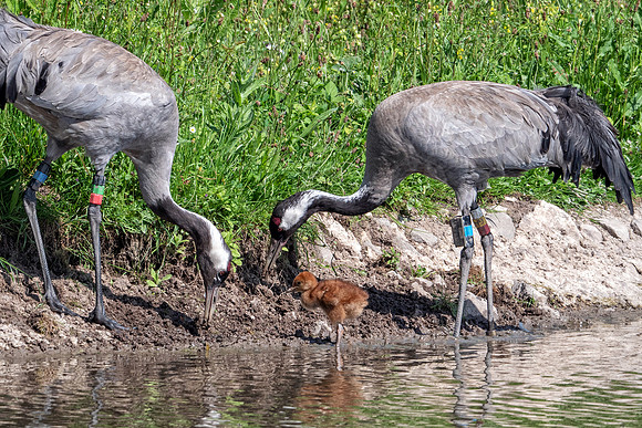 Common Cranes and Chick - Grus grus, Slimbridge WWT, June 2018