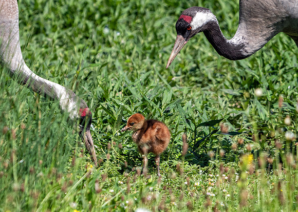 Common Cranes and Chick - Grus grus, Slimbridge WWT, June 2018
