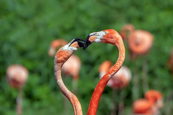 Caribbean Flamingos - Phoenicopterus ruber, Slimbridge WWT, June 2018