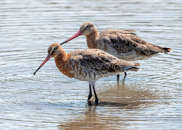 Black-tailed Godwits - Limosa limosa, Slimbridge WWT, June 2018