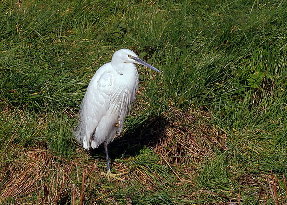 Little Egret - Egretta garzetta, Slimbridge WWT, February 2022