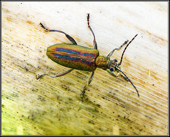 Reed Beetle, Bittell, 27 July 2011