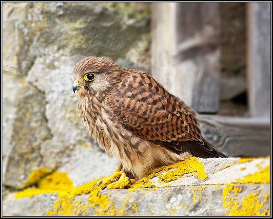 Kestrel, Mid-Wales Falconry Centre, February 2009