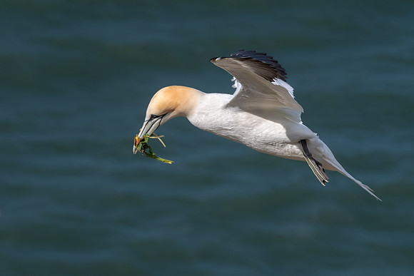 Northern Gannet - Morus bassanus, Yorkshire, June 2018