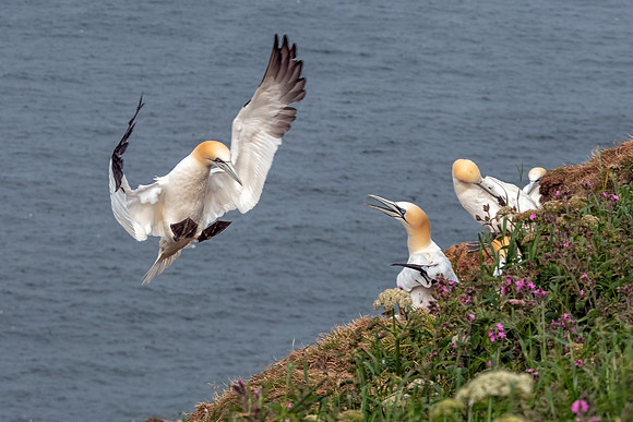 Northern Gannets - Morus bassanus, Yorkshire, June 2018