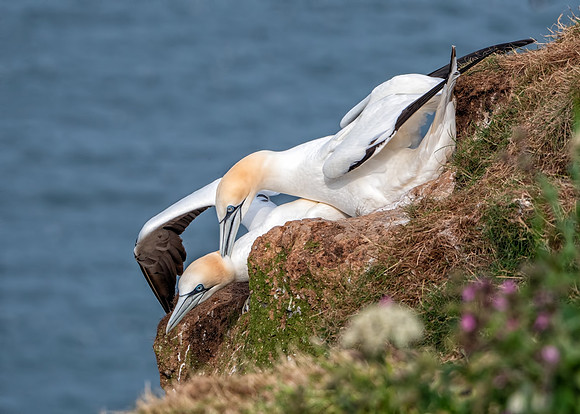 Northern Gannets - Morus bassanus mating, Yorkshire, June 2018