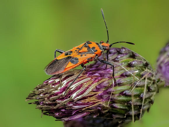 Cinnamon Bug - Corizus hyoscyami, Trench Wood, July 2022