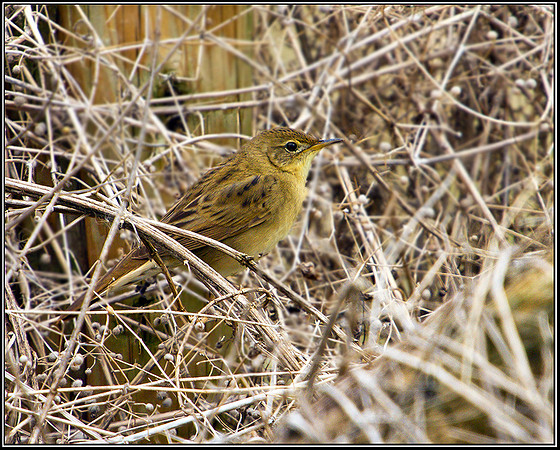Grasshopper Warbler, Upton Warren Moors, 26 April 2010
