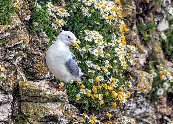 Black-legged Kittiwake - Rissa tridactyla, Yorkshire, June 2018