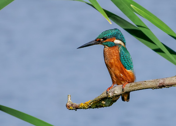 Common Kingfisher Male - Alcedo atthis, Upton Warren, August 2018