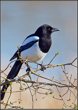 Magpie, Upton Warren Moors, 19 March 2012