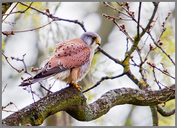 Common Kestrel, Upton Warren NR, 30 April 2012
