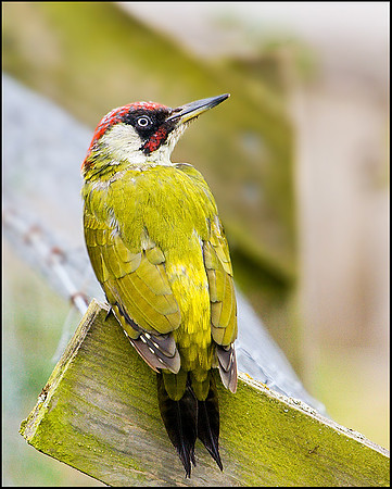 Green Woodpecker, Upton Warren Moors, 18 September 2009