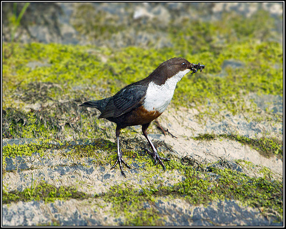Dipper, Powys, 03 June 2011