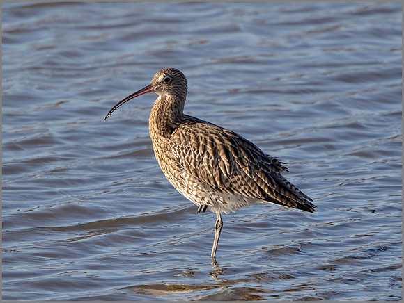 Curlew (Numenius arquata), Upton Warren, 01 November 2014