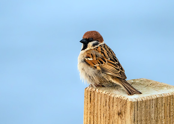 Eurasian Tree Sparrow - Passer montanus, Yorkshire, June 2018