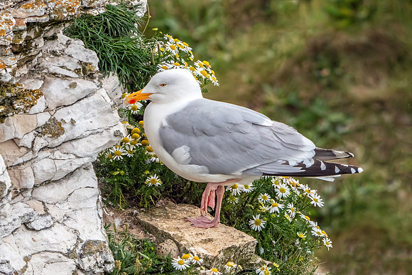 European Herring Gull - Larus argentatus, Yorkshire, June 2018
