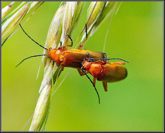 Soldier Beetles Mating, Upton Warren Moors, 21 July 2011