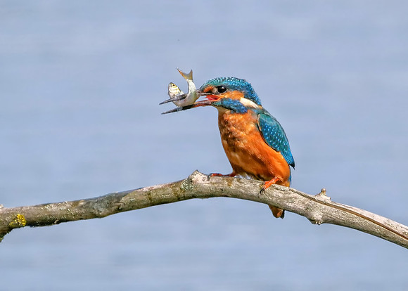 Common Kingfisher - Alcedo atthis  , Upton Warren, August 2018