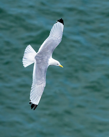 Black-legged Kittiwake - Rissa tridactyla, Yorkshire, June 2018