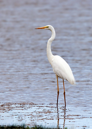 Great White Egret - Ardea alba, Norfolk, May 2022