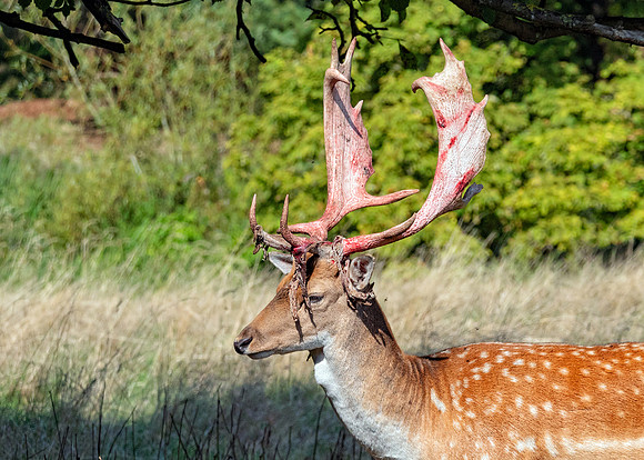 Fallow Deer Buck - Dama dama, Charlecote Park, August 2018